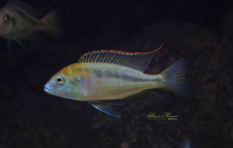 Mylochromis plagiotaenia 'Mvunguti'
